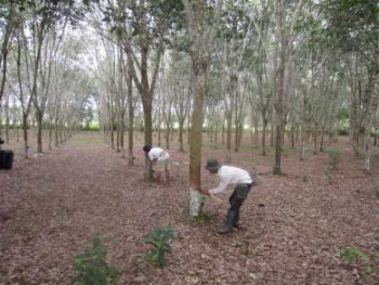 Disbun Fokus Pengembangan Kebun Karet Rakyat